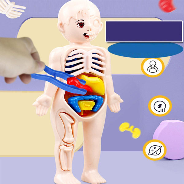 DIY Assembly 3D Puzzle Human Body Anatomy - KiddieWink - Gifts They'll Love