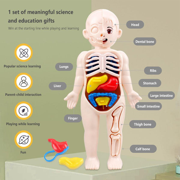 DIY Assembly 3D Puzzle Human Body Anatomy - KiddieWink - Gifts They'll Love