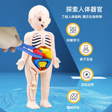 DIY Assembly 3D Puzzle Human Body Toy